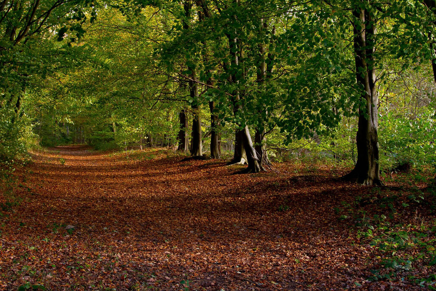 Holt Country Park